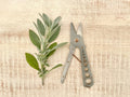 Herb Clipper + Stripper